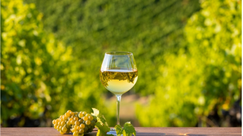 Les vendanges au pays du bon vin à la caverne sculptée