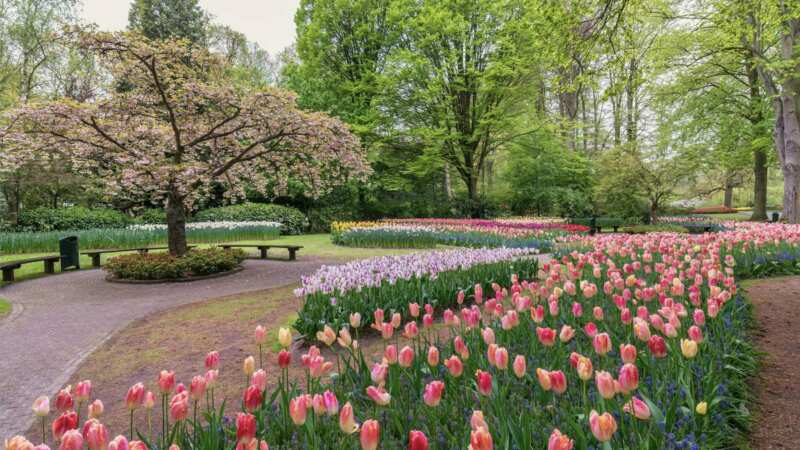 Fête des tulipes au château de Cheverny