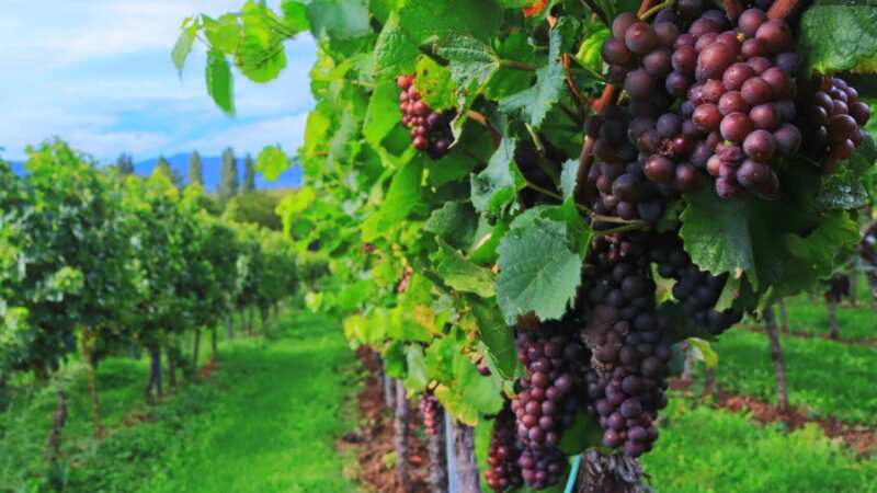 Les vendanges au pays du bon vin