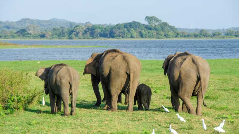 Immersion au Sri Lanka