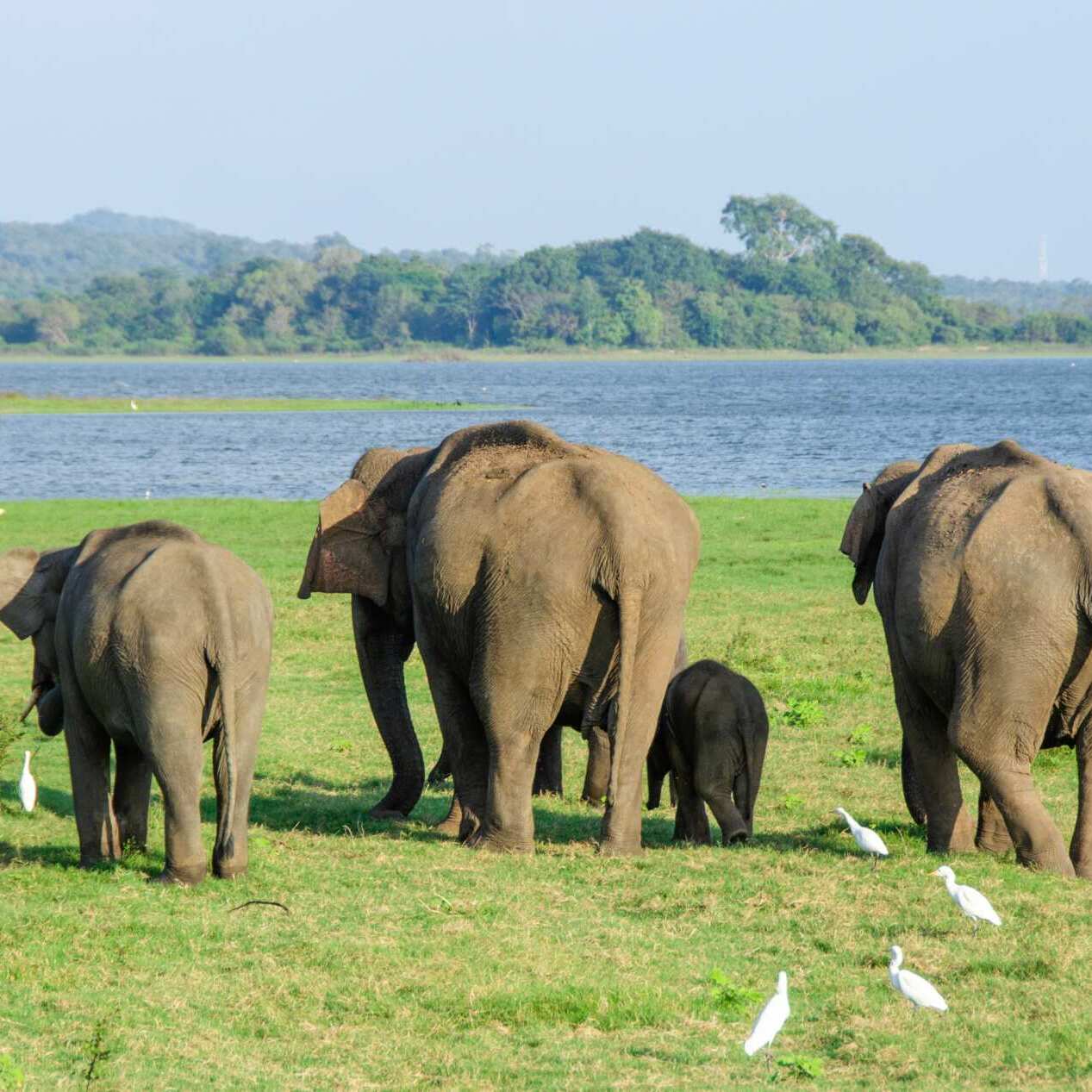 Lire la suite à propos de l’article Immersion au Sri Lanka