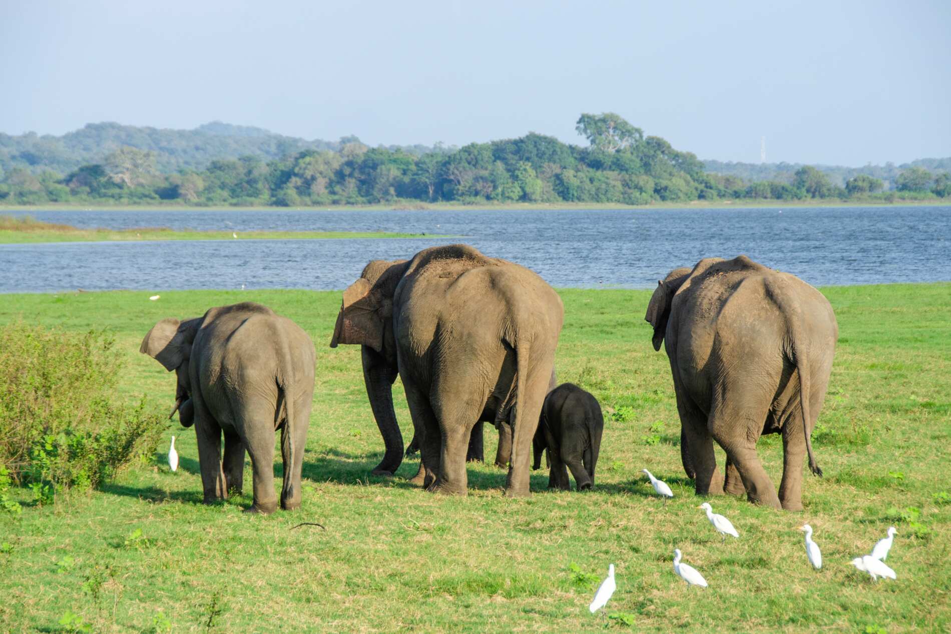 Lire la suite à propos de l’article Immersion au Sri Lanka