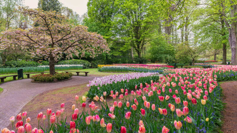 Les tulipes au château de Cheverny