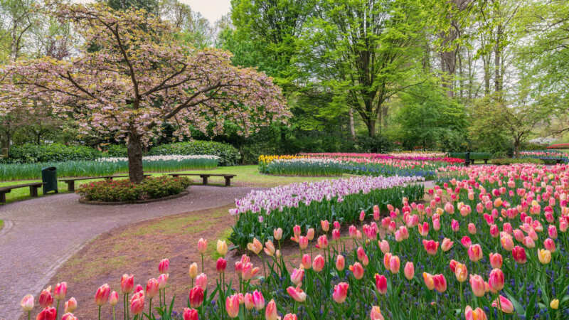 Les tulipes au château de Cheverny