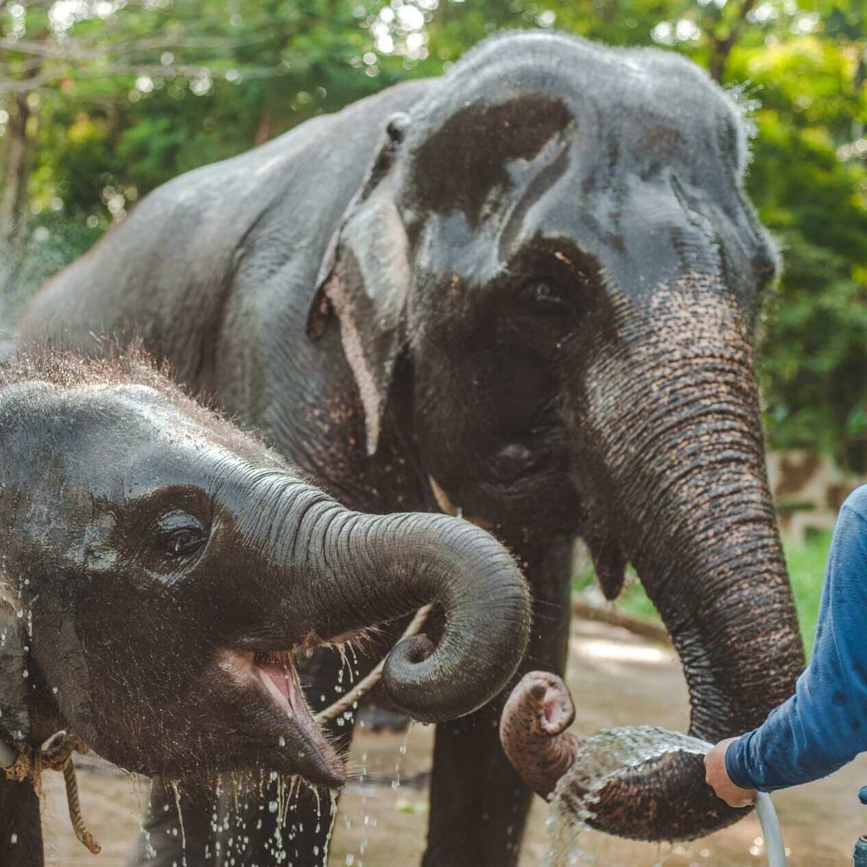 Lire la suite à propos de l’article Absolu de Thaïlande